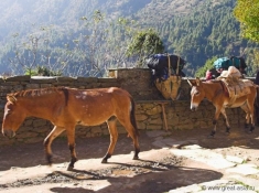 Непал. Глубокий туризм, маленькие гималайские мулы поднимают груз вверх в горы