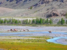Алтай. Верблюды в долине реки Талдура. Южно-Чуйский хребет.