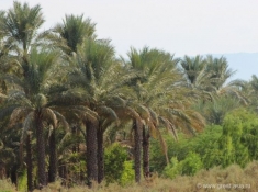 Финиковые пальмы на берегу Персидского залива.